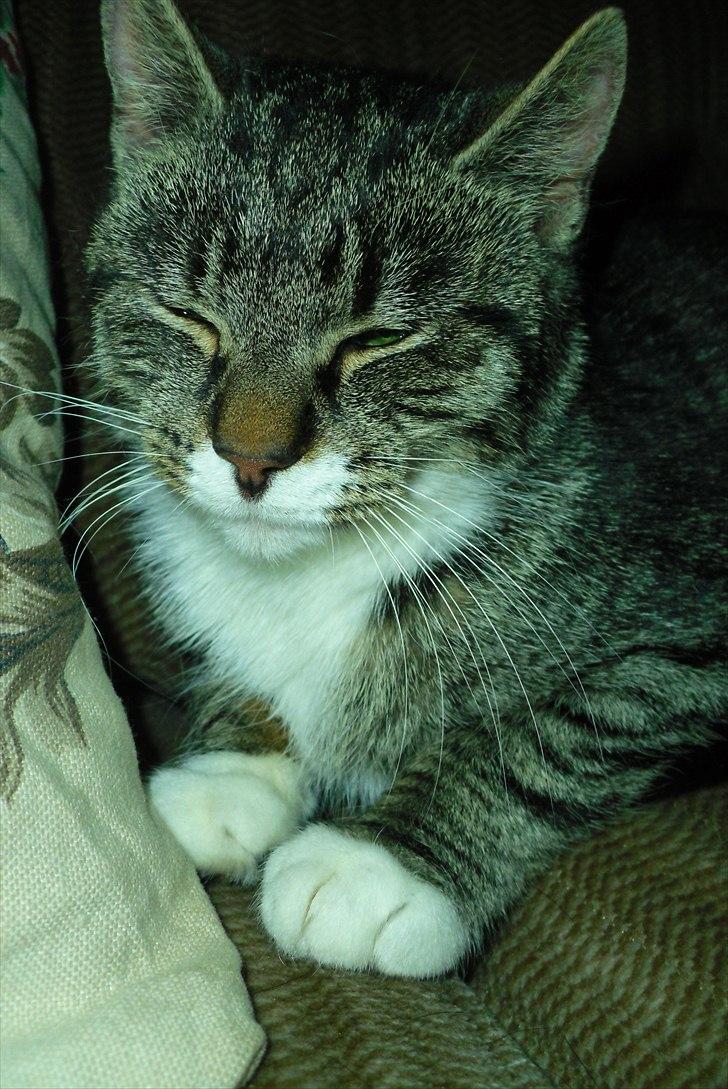 Huskat Snuske billede 6