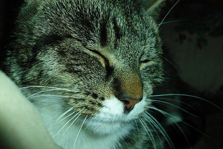 Huskat Snuske billede 7