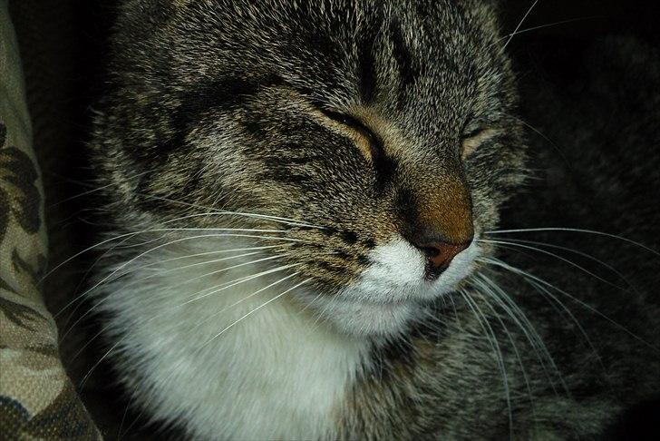 Huskat Snuske billede 8