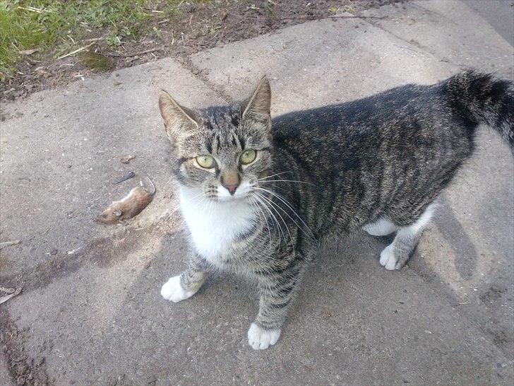 Huskat Snuske - Her har hun fanget en husmus:) billede 9