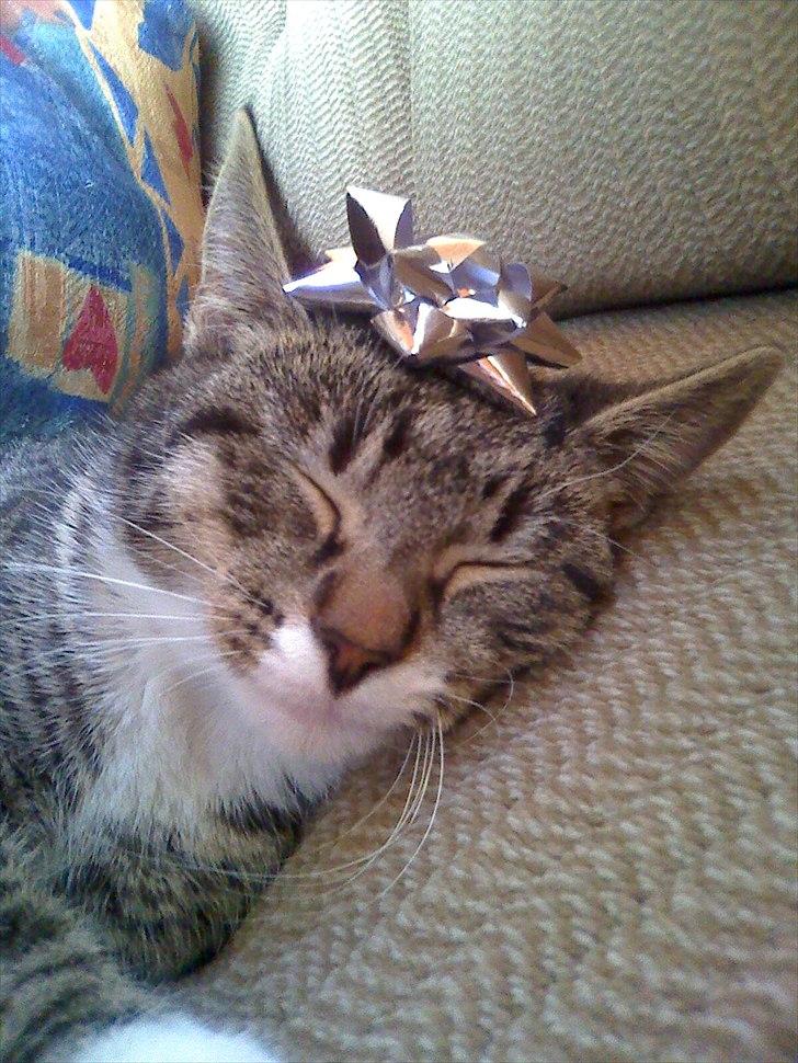 Huskat Snuske billede 10