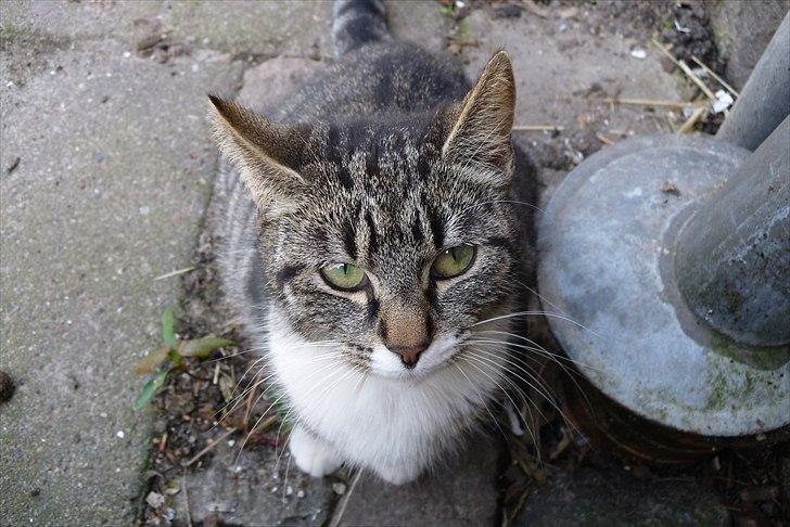 Huskat Snuske billede 11