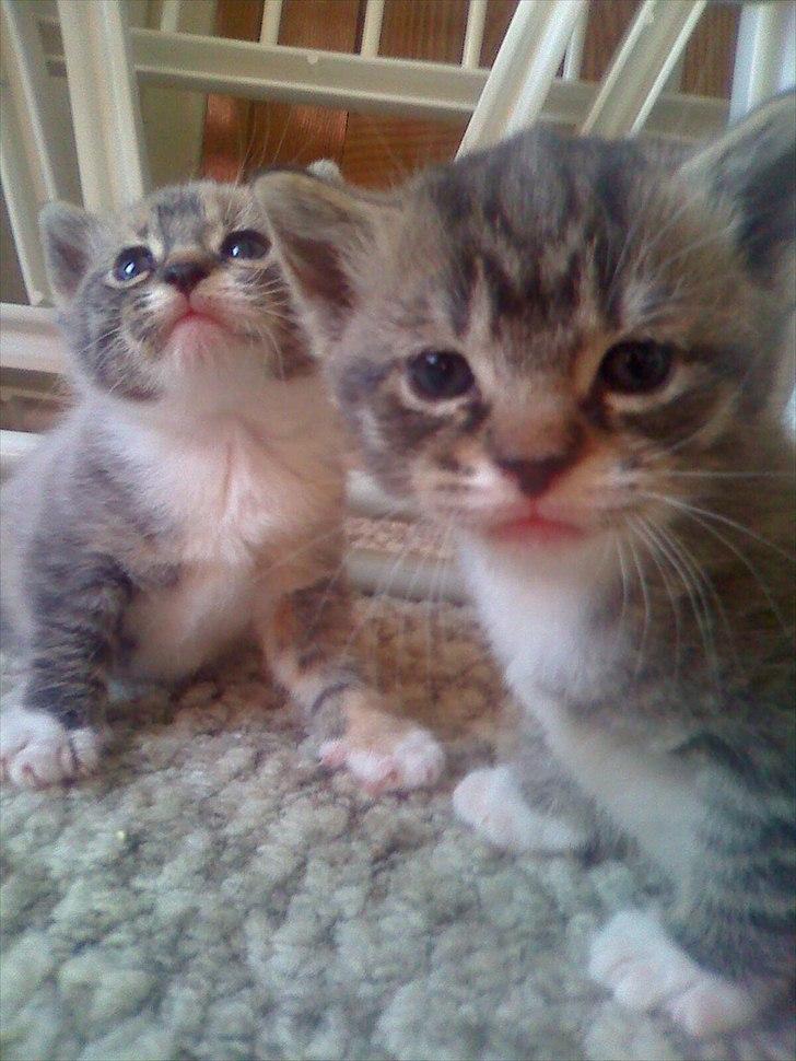 Huskat Snuske - Den foreste er Snuske, den anden bagved er Zira, Snuskes søster:) billede 12