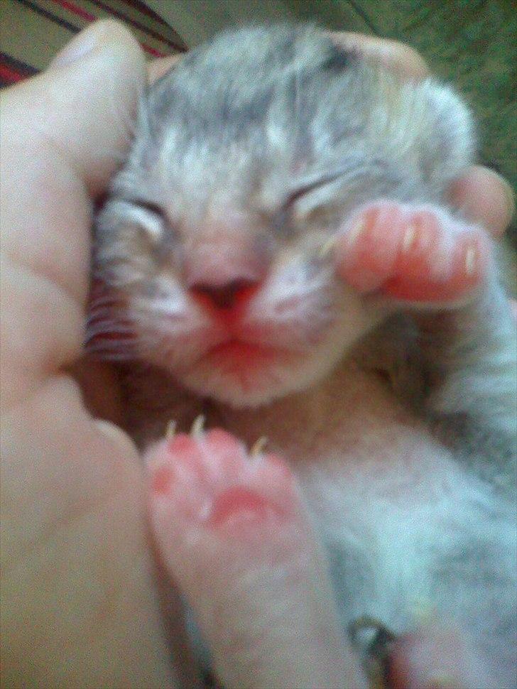 Huskat Snuske - Snuske som kun var nogle dage gamle:) billede 13