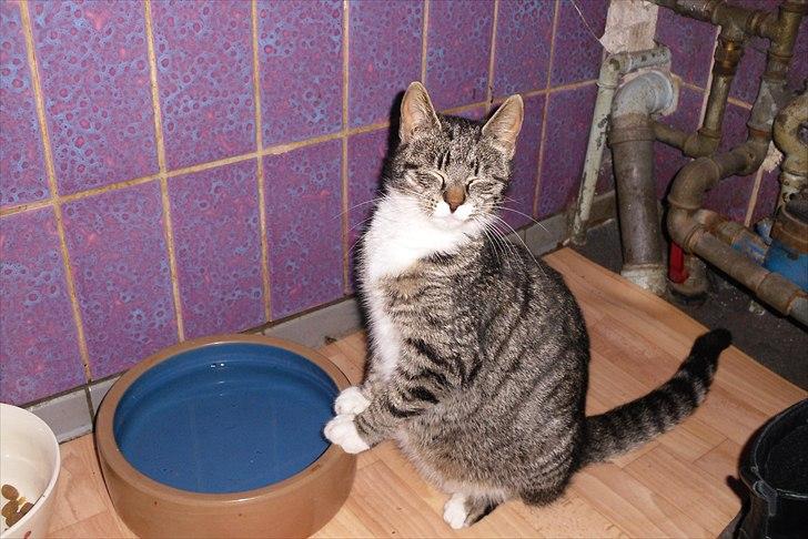 Huskat Snuske billede 14