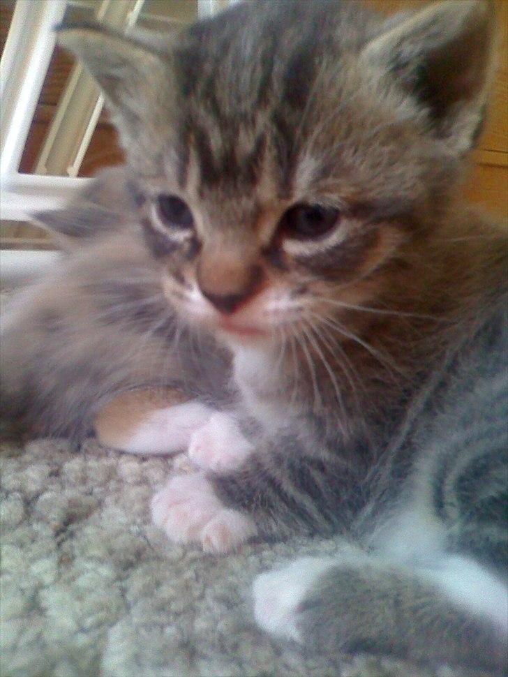 Huskat Snuske billede 15