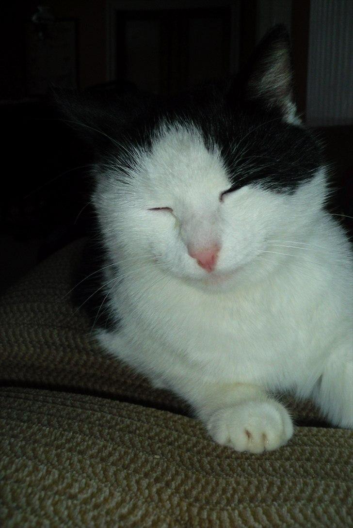 Huskat Simba billede 1