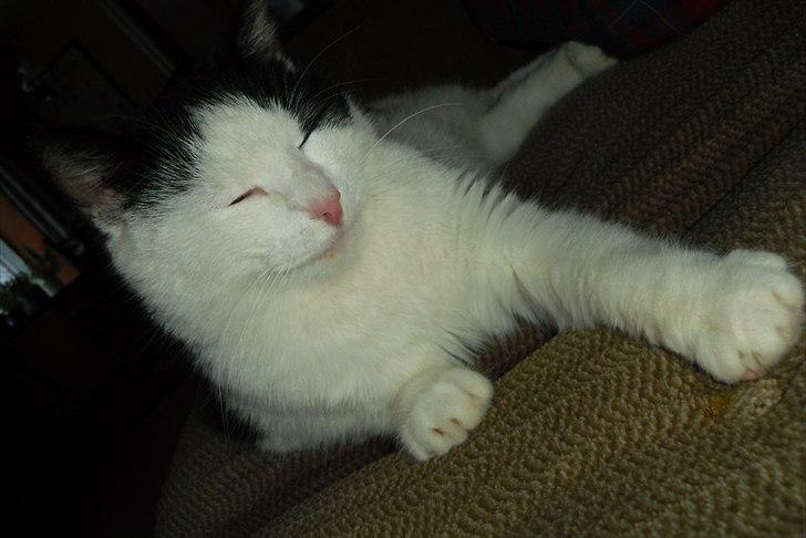 Huskat Simba billede 2