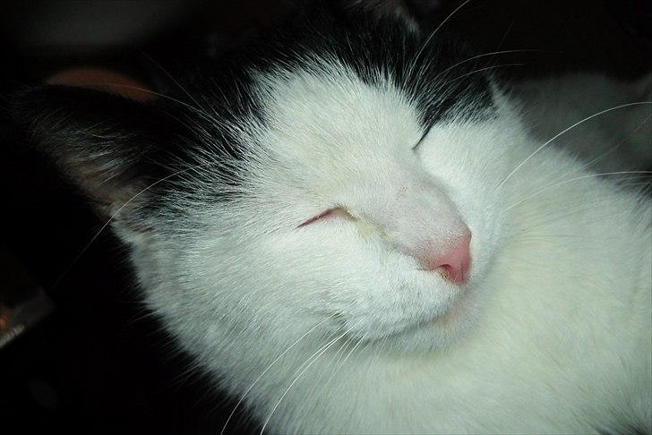 Huskat Simba billede 3