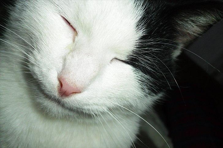 Huskat Simba billede 4