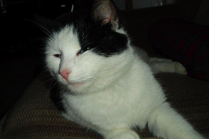 Huskat Simba billede 5