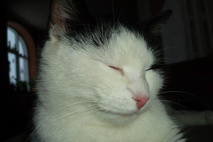 Huskat Simba billede 6