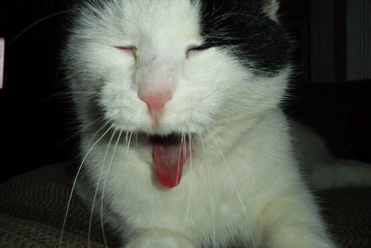 Huskat Simba billede 7