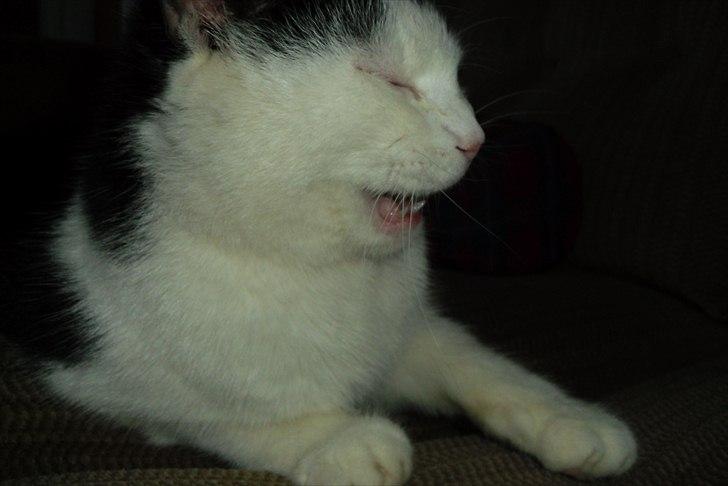 Huskat Simba billede 8