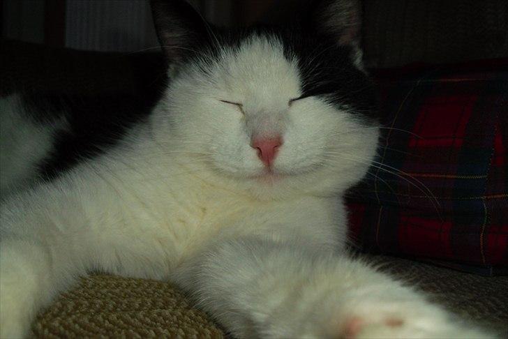 Huskat Simba billede 9