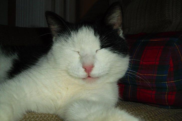 Huskat Simba billede 10