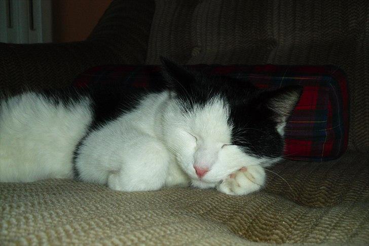 Huskat Simba billede 11