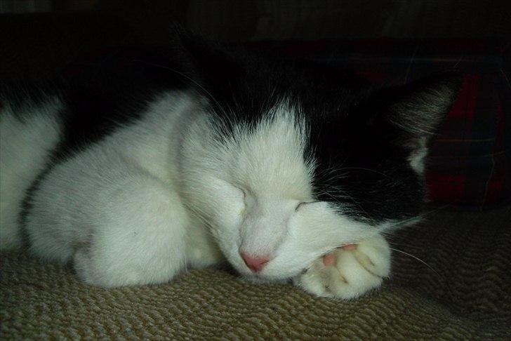 Huskat Simba billede 12