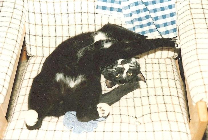 Huskat Pjævs (Politibajtenden) <3 R.I.P. - Velkommen til Pjævs profil billede 1