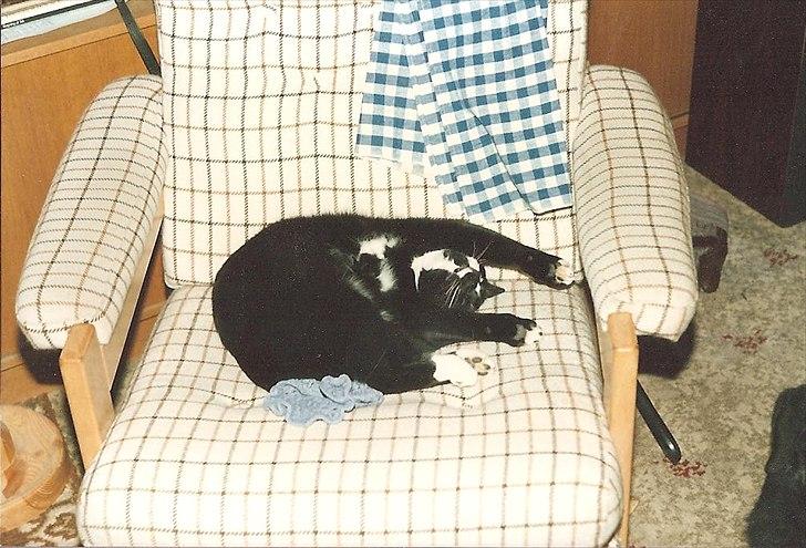 Huskat Pjævs (Politibajtenden) <3 R.I.P. billede 2