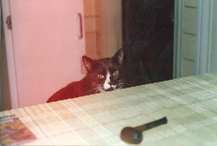 Huskat Pjævs (Politibajtenden) <3 R.I.P. billede 3