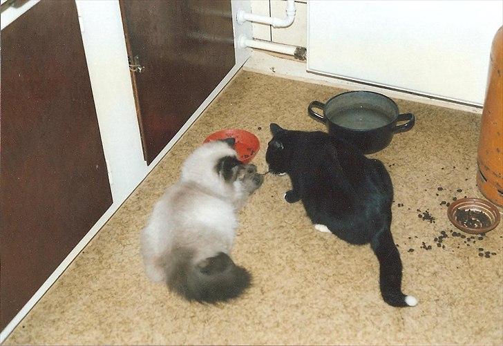 Huskat Pjævs (Politibajtenden) <3 R.I.P. billede 4