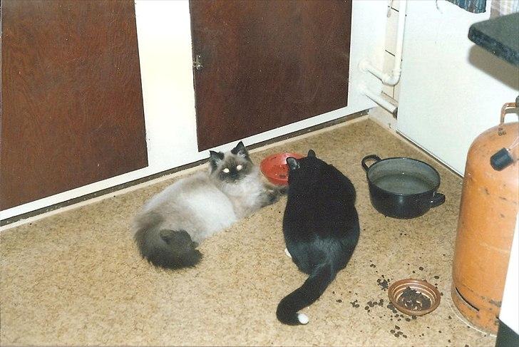 Huskat Pjævs (Politibajtenden) <3 R.I.P. billede 5