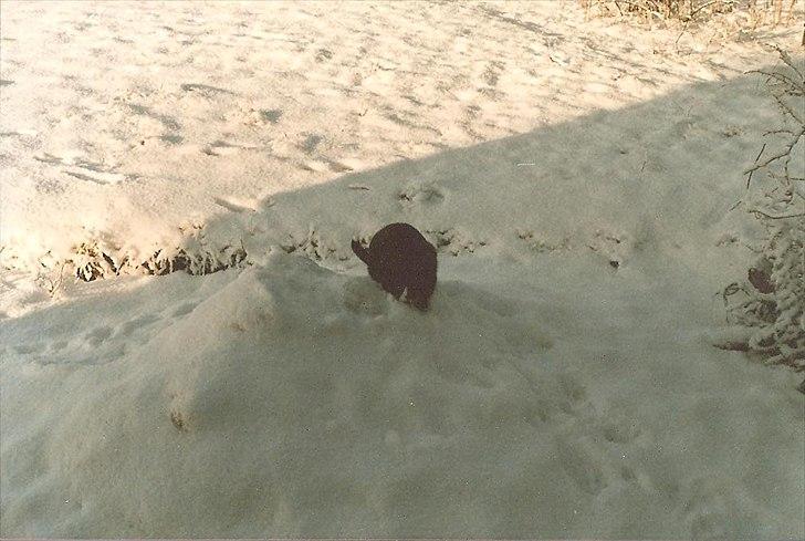 Huskat Pjævs (Politibajtenden) <3 R.I.P. billede 6