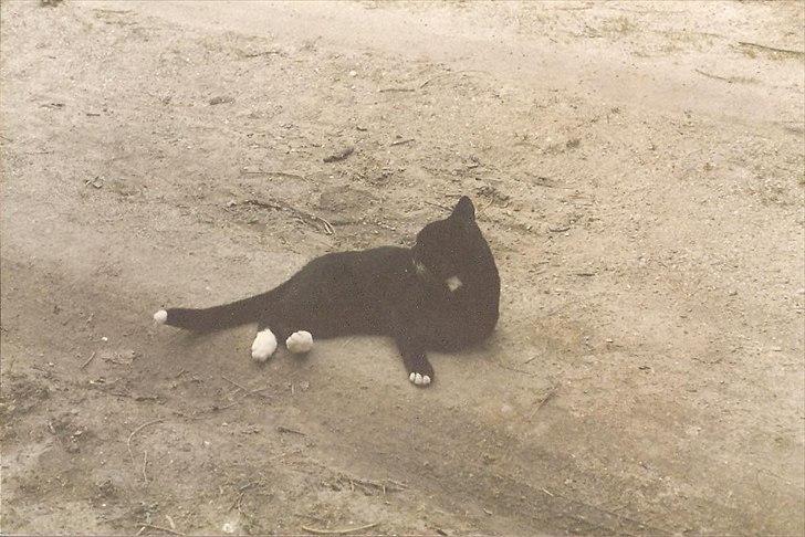 Huskat Pjævs (Politibajtenden) <3 R.I.P. billede 7