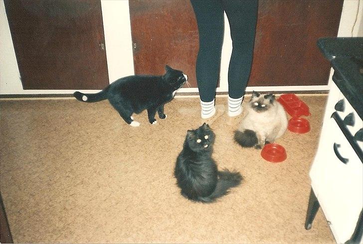 Huskat Pjævs (Politibajtenden) <3 R.I.P. billede 8