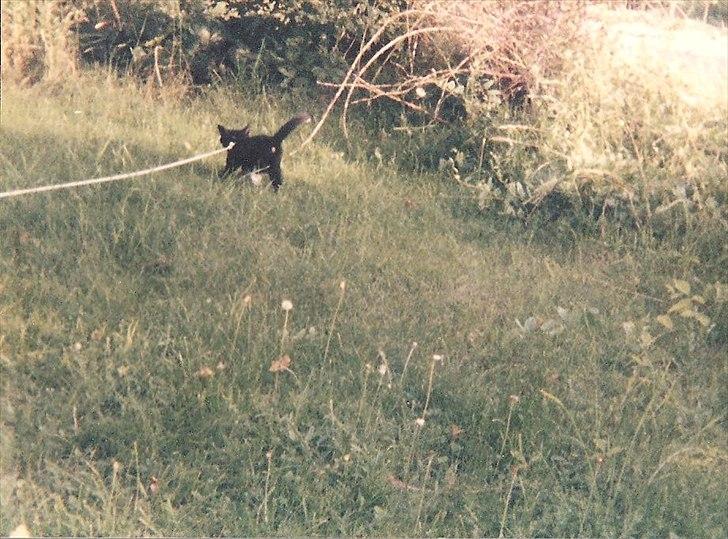 Huskat Pjævs (Politibajtenden) <3 R.I.P. billede 9