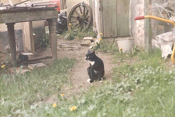 Huskat Pjævs (Politibajtenden) <3 R.I.P. billede 10