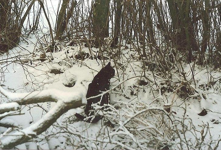 Huskat Pjævs (Politibajtenden) <3 R.I.P. billede 11