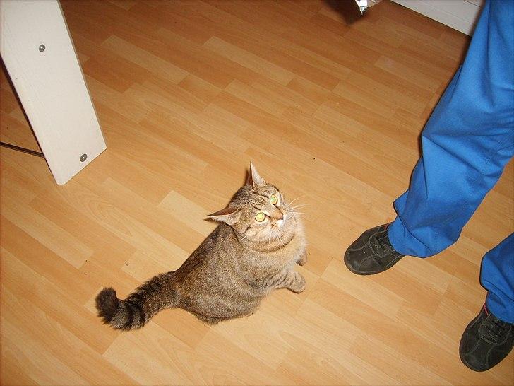 Huskat Fiona billede 19