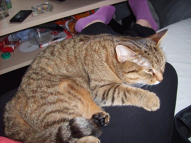 Huskat Fiona billede 20