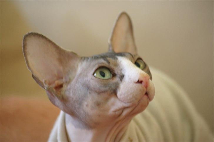 Sphynx Arabo Milas Kepinas billede 1