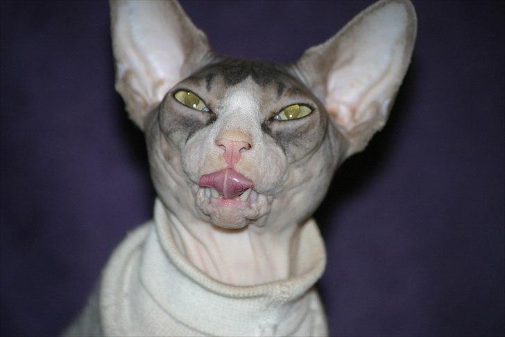 Sphynx Arabo Milas Kepinas billede 2