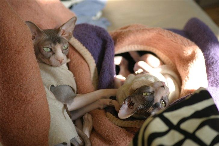 Sphynx Arabo Milas Kepinas billede 3