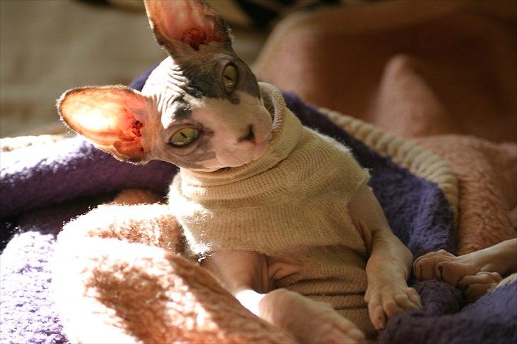 Sphynx Riana Iris Binosh billede 1