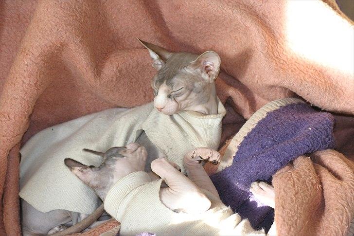 Sphynx Riana Iris Binosh billede 2