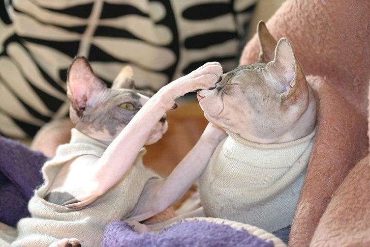Sphynx Riana Iris Binosh billede 4