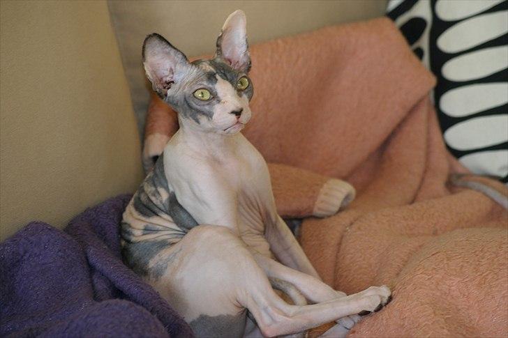 Sphynx Riana Iris Binosh billede 5