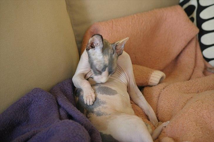 Sphynx Riana Iris Binosh billede 6