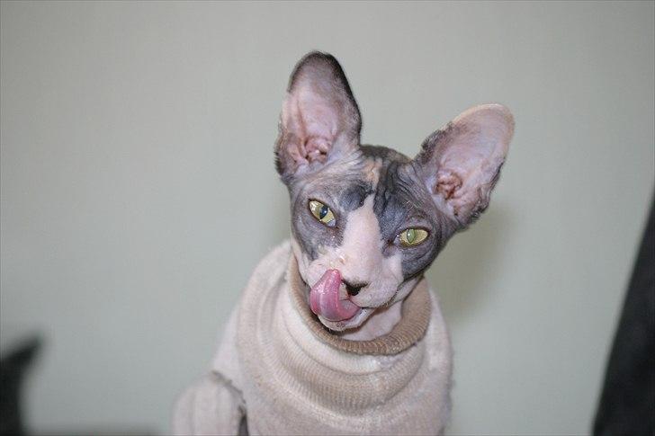 Sphynx Riana Iris Binosh billede 7