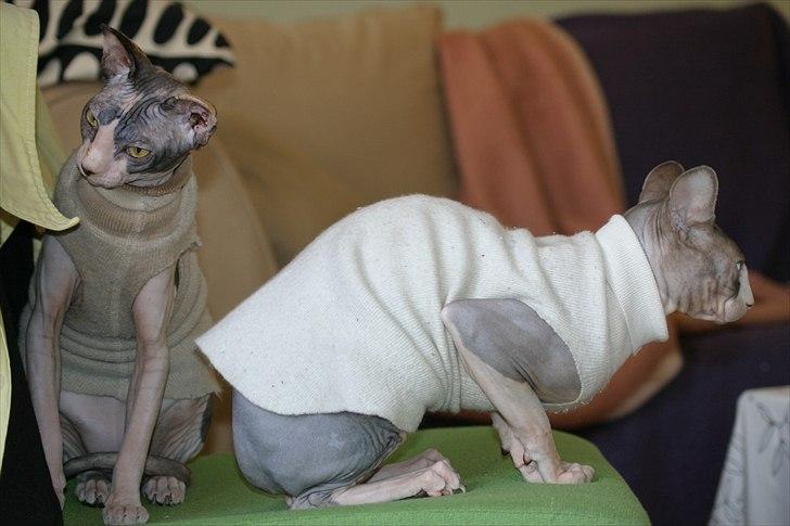 Sphynx Riana Iris Binosh billede 8