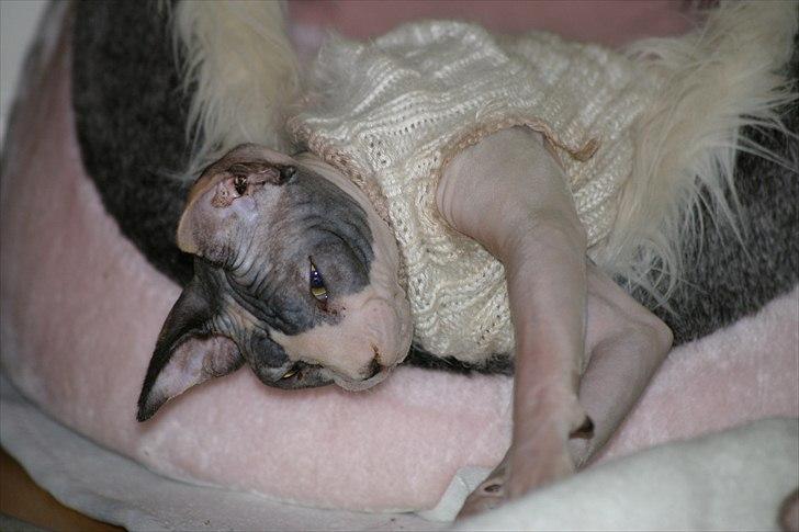 Sphynx Riana Iris Binosh billede 9