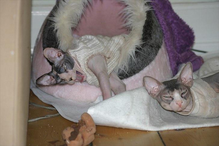 Sphynx Riana Iris Binosh billede 10