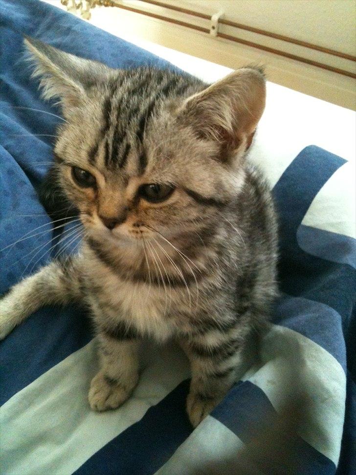 British Shorthair DK Kjáttas Vegas R.I.P  billede 4