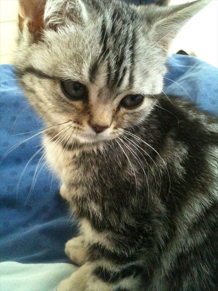 British Shorthair DK Kjáttas Vegas R.I.P  billede 1