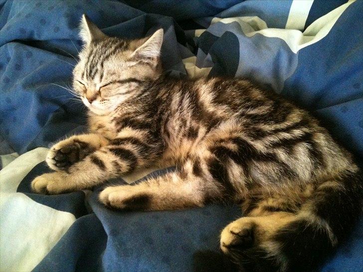 British Shorthair DK Kjáttas Vegas R.I.P  billede 5